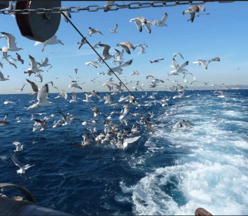 Vitor Paiva (@vitorhpaiva) on Twitter photo NEW IN PRESS - Seabird bycatch in European waters - concerning news, since this review suggests nearly 195,000 #seabirds are bycaught in European waters annually. <a href="/ECOTOP_UC/">ECOTOP</a> <a href="/BirdLife_News/">BirdLife International</a> <a href="/DCV_UC/">Departamento de Ciências da Vida - UC</a>
doi.org/10.1111/acv.12… NEW IN PRESS - Seabird bycatch in European waters - concerning news, since this review suggests nearly 195,000 #seabirds are bycaught in European waters annually. <a href="/ECOTOP_UC/">ECOTOP</a> <a href="/BirdLife_News/">BirdLife International</a> <a href="/DCV_UC/">Departamento de Ciências da Vida - UC</a>
doi.org/10.1111/acv.12…