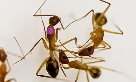 History_DAO's tweet photo. Ants perform emergency amputations on injured nest mates to prevent infections, boosting survival rates! 🐜🔬 This discovery showcases the complex social behaviors and medical care strategies in ant colonies.

✍️This moment has been recorded on #HistoryDAO.

Mint Link: https://t.co/HsEdmeWaWk

#ScienceNews #Ants #Nature #Research $HAO
