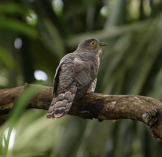 Common Hawk Cuckoo also called Brain fever Bird because of its distinctive call. #IndiAves #BirdsOfTwitter #ThePhotoHour #birds