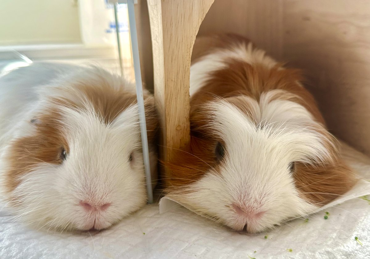 ソフィが昨日2024年7月2日に
6歳10カ月でお星さま🌟になりました。

明日7月4日12：00より火葬式があります。
空を見上げ、ソフィの旅立ちを応援してください。
今は悲しみいっぱいで大変ですが、
どうか虹の橋🌈をぶじに渡っていってね。
7年間本当にありがとう🦁💚

（写真右からソフィ、フウ）