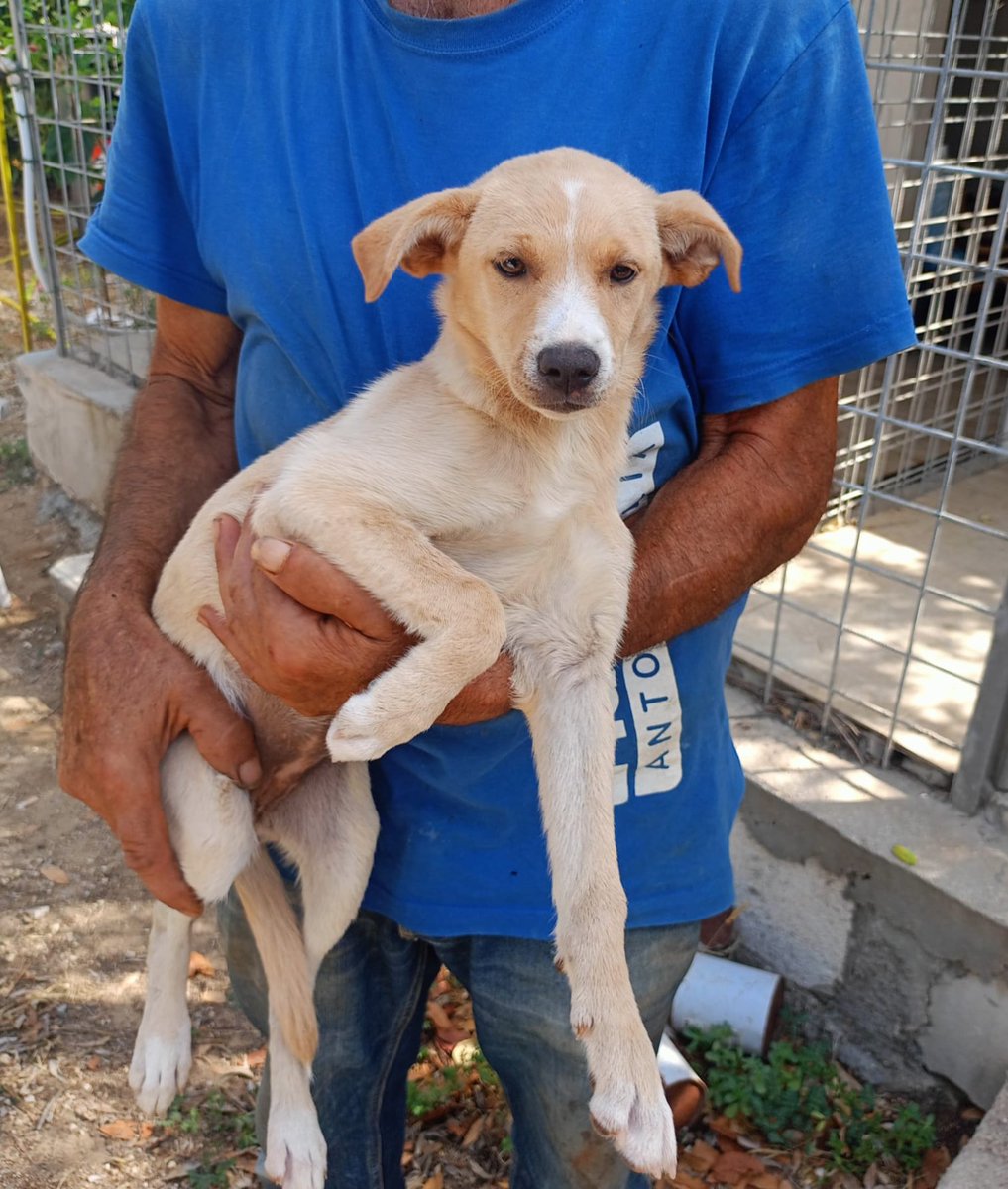 Se solo qualcuno condividesse il mio post forse riuscirei a trovare una casa . Per favore aiutami abito in prov. di Lecce e non so cosa sia una famiglia...taglia medio piccola , vorrei solo una casa  Per info whatsapp al 3688044587