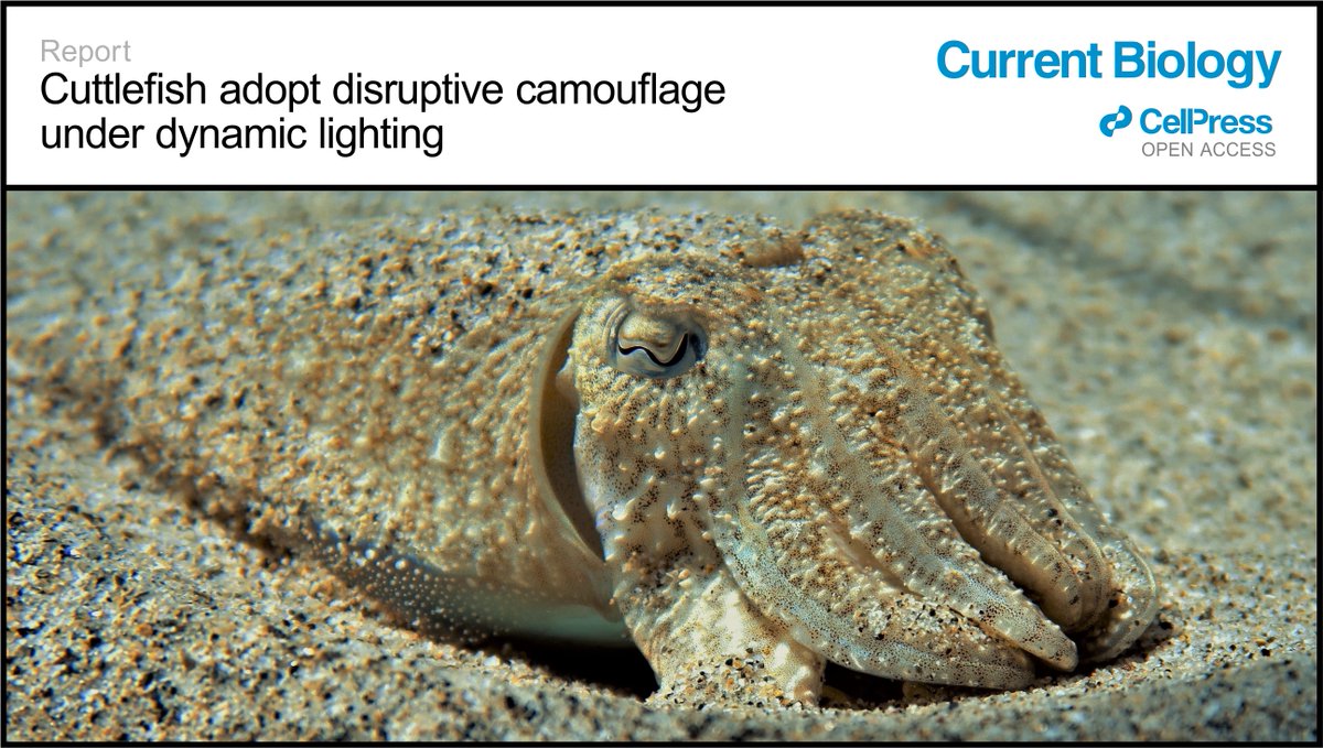 Christian Drerup (@chris_drerup) on Twitter photo 🚨We are delighted to announce that our new paper is out NOW in <a href="/CurrentBiology/">Current Biology</a> 🦑🌅Here we show how #cuttlefish alter their #camouflage response under naturally occuring dynamic lighting ('water caustics')!
🔗authors.elsevier.com/sd/article/S09…
🧵A thread to find out more: 🚨We are delighted to announce that our new paper is out NOW in <a href="/CurrentBiology/">Current Biology</a> 🦑🌅Here we show how #cuttlefish alter their #camouflage response under naturally occuring dynamic lighting ('water caustics')!
🔗authors.elsevier.com/sd/article/S09…
🧵A thread to find out more: