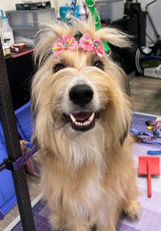 LSU Vet Med Dean (@lsuvetmeddean) on Twitter photo Where can you find great dog grooming & daycare services? Right here <a href="/LSUVetMed/">LSU Veterinary Med</a> in our very own Doggie Daycare! We have experts on hand to look after your pup in a safe, welcoming environment where supervised play is encouraged. See: crm.pawfinity.com/lsudogdaycare/ 
#LSU #BetteringLives Where can you find great dog grooming & daycare services? Right here <a href="/LSUVetMed/">LSU Veterinary Med</a> in our very own Doggie Daycare! We have experts on hand to look after your pup in a safe, welcoming environment where supervised play is encouraged. See: crm.pawfinity.com/lsudogdaycare/ 
#LSU #BetteringLives