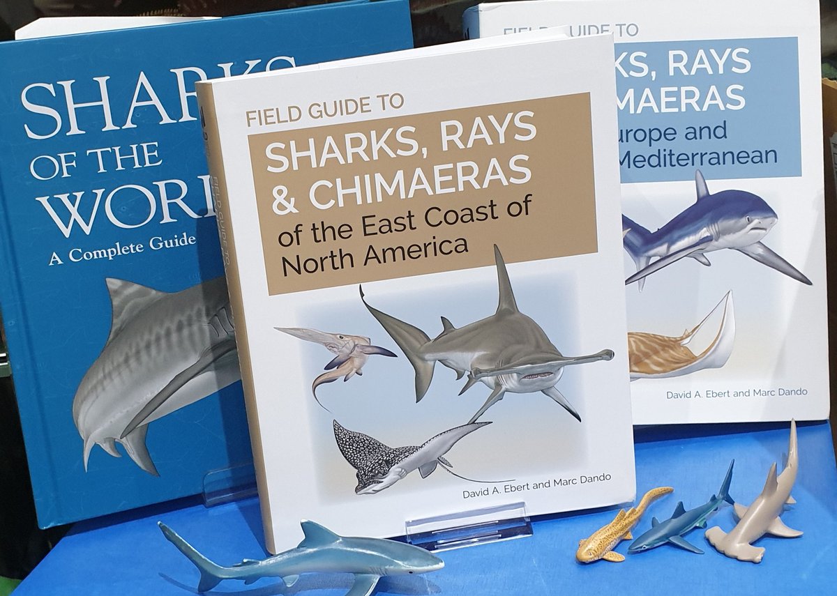 TetZoo's tweet photo. I've just received the latest of David Ebert &amp; Marc Dando's #Sharks #Rays &amp; #Chimaeras #fieldguides from @PrincetonUPress, this one (2024) on the East Coast of N America. These #books are _extraordinary_ - a dream come true in terms of quality, design and amount of content. https://t.co/CC1twmtlxD
