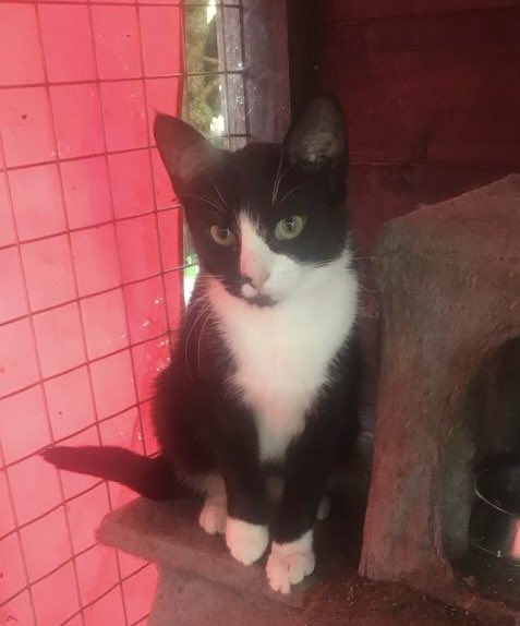 Still waiting! Fluffy Taffy (2 years old) is very affectionate while his best friend  Lucy (one year old) is quite shy but will gain confidence with time. They would love a nice home to live in &amp; a nice adopter to cuddle up to. #AdoptDontShop #WhiskersWednesday #Buckinghamshire