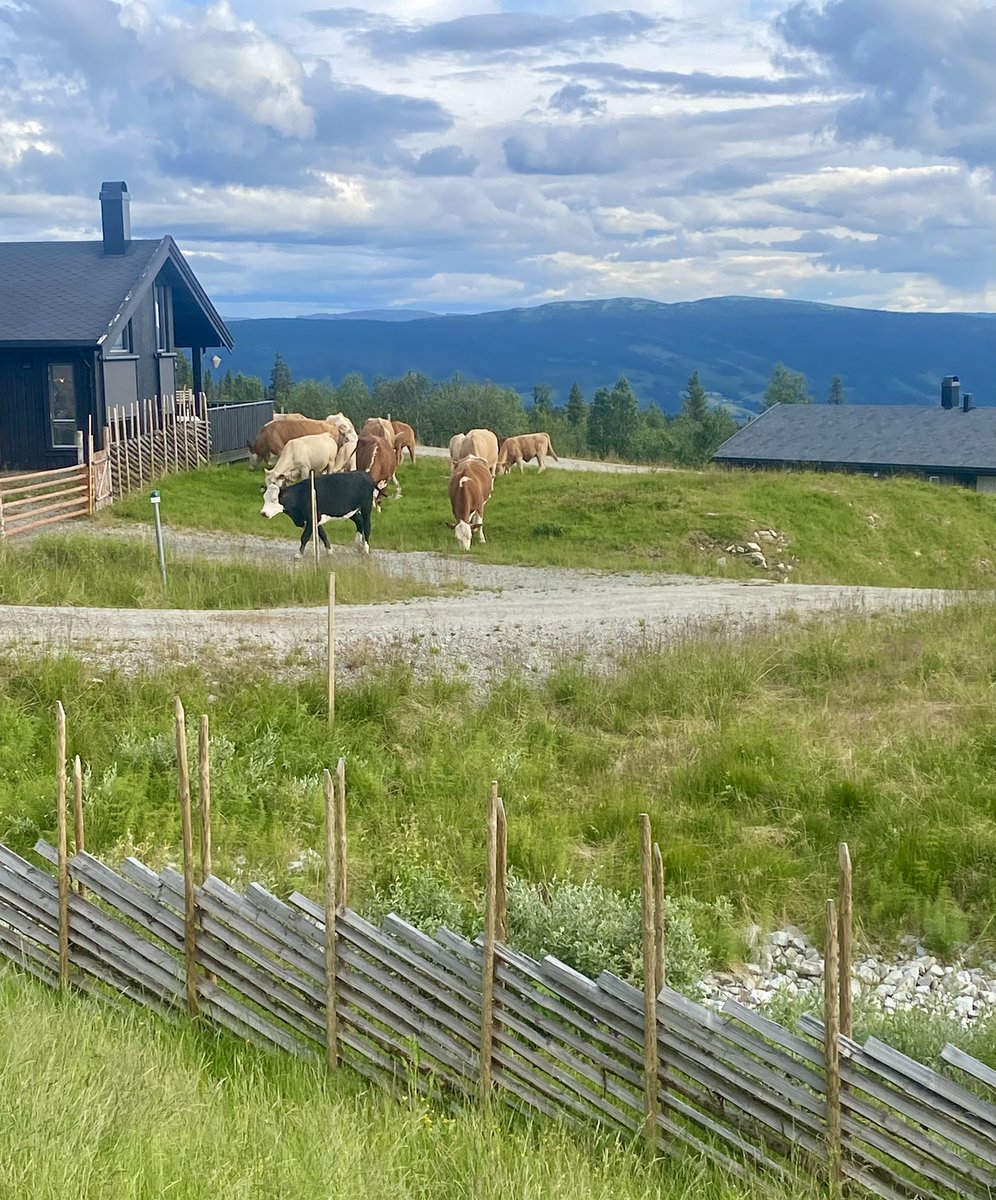 dsquintana's tweet image. Nice to have some time up in the mountains, where cow and sheep herds roam free. Farmers just collect them at the end of the summer. Until then, they just go where they want, including the roads and your front yard.