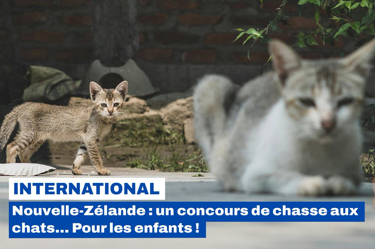 🔴 Scandale en Nouvelle-Zélande ! 

Un concours de chasse aux chats errants pour enfants, récompenses à la clé, a tué 340 chats avec 1500 participants. La Fondation Brigitte Bardot appelle à l'arrêt de cette pratique barbare, contraire à la Convention des Droits de l'Enfant de