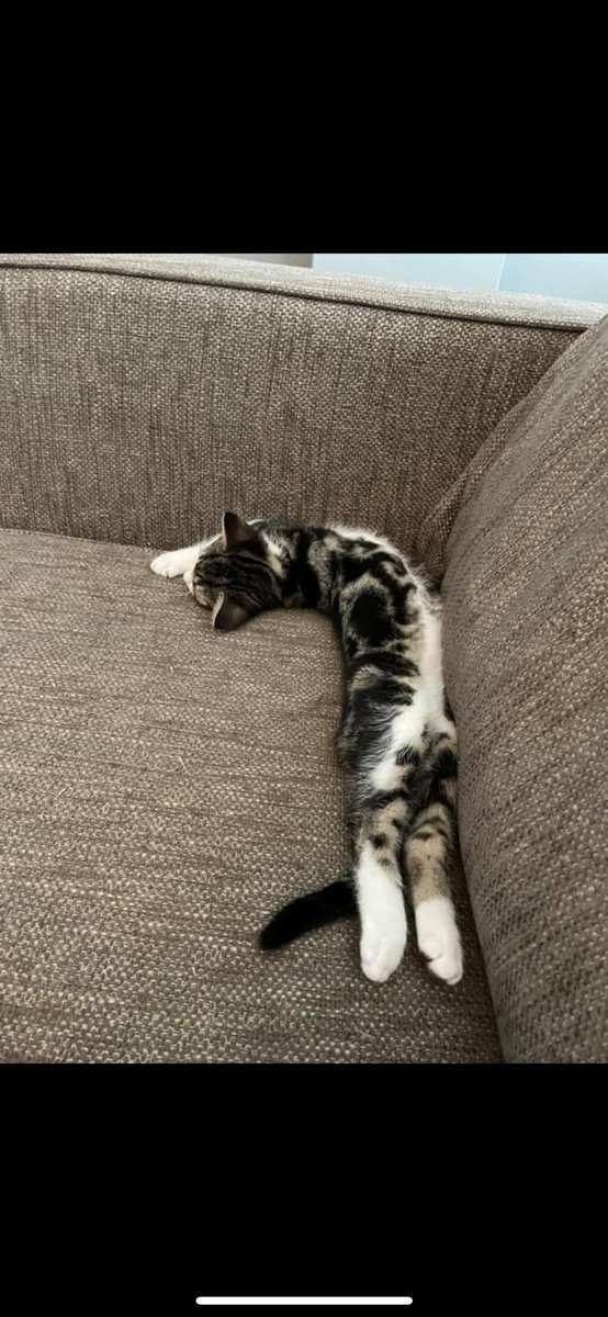 Throwback to three years ago when Bruce and Barbara were teensie 😻