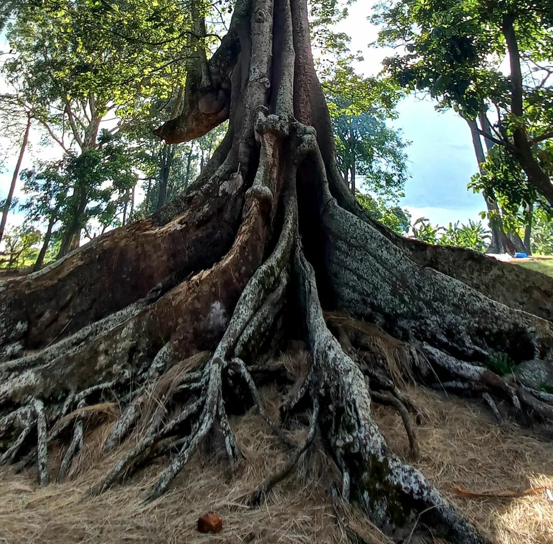 #NakayimaTree is an ancient tree which is believed to be about 400 plus located on Mubende hills.
Named after princess Nakayima who is believed to have disappeared in the trees 🌴 .....
📸 Courtesy 
<a href="/ExploreUganda/">Explore Uganda 🇺🇬</a>