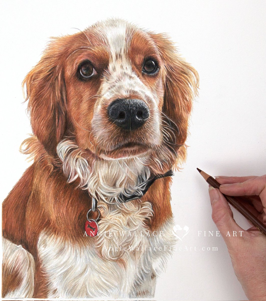 AngieWFineArt's tweet image. I can now share you with Red's portrait. Red was gifted to his owner this weekend and I was so lucky to be there. Red is a gorgeous Spaniel, so loves living at the seaside and swimming in the sea.  
Hope you like him. 
#spaniel #dog #DogPortrait #pet #petportraitartist #art
