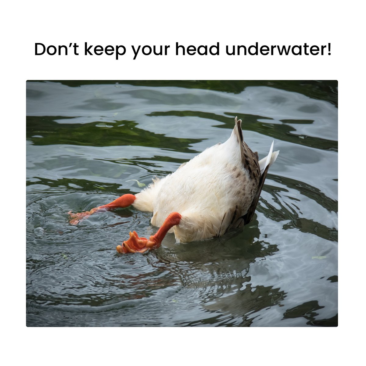 AldridgeCars's tweet photo. Don’t keep your head underwater! 

Find the best deals at Aldridge Vehicles and drive away happy. 

Call or WhatsApp us on 07887 570000 to find out more, or visit our website here https://t.co/7ekDqY6Fo4 https://t.co/mv1dY4XtPw
