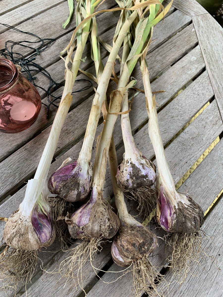 First of this year's garlic. Pleased with these Mersley Wight.