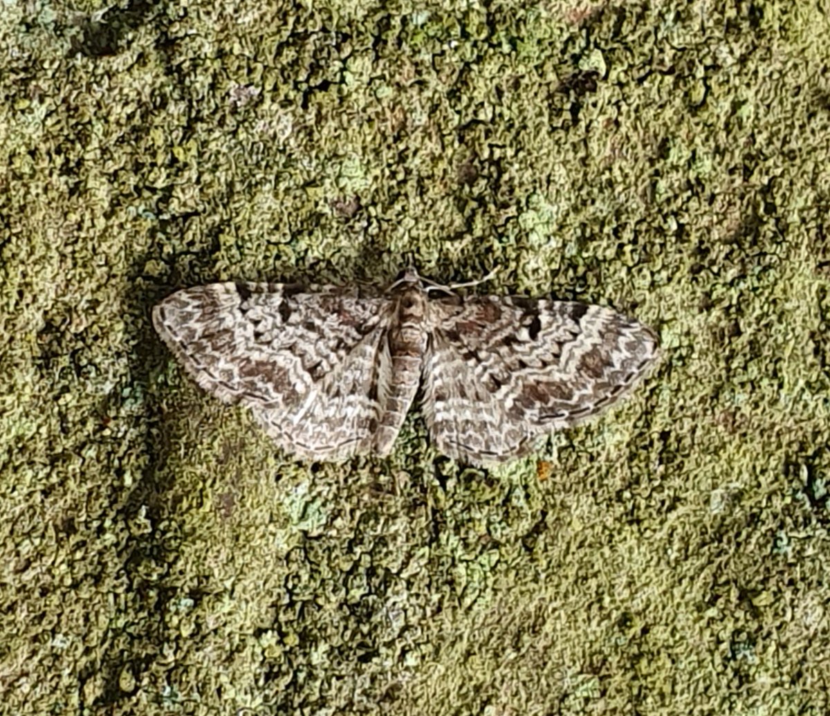 Peter Hooper (@peterhooper2020) on Twitter photo Couple of moths which are new to me and possibly new to the area (Flintshire). A Rustic Shoulder-knot from the moth trap; and a Cloaked Pug disturbed in the forest. I'd be really grateful if you could confirm my IDs <a href="/MOTHIDUK/">UK Moth Identification</a> before I log them on iRecord 🙏 Couple of moths which are new to me and possibly new to the area (Flintshire). A Rustic Shoulder-knot from the moth trap; and a Cloaked Pug disturbed in the forest. I'd be really grateful if you could confirm my IDs <a href="/MOTHIDUK/">UK Moth Identification</a> before I log them on iRecord 🙏