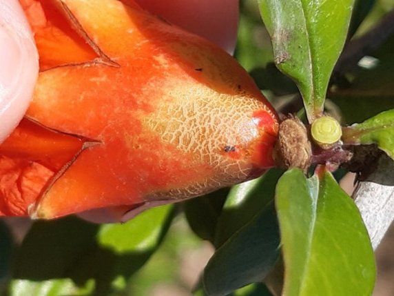 GVAagricultura's tweet photo. 🐞Agricultura declara la presencia de la plaga Scirtothrips aurantii Faure y adopta medidas urgentes para su erradicación
🐞Agricultura declara la presència de la plaga Scirtothrips aurantii Faure i adopta mesures urgents per a la seua erradicació
📋https://t.co/YZQMZxcl5A https://t.co/lbItllCwXh