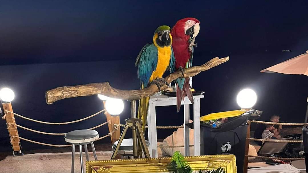 Χαλκιδική!!! Στο πρώτο πόδι της Χαλκιδικής στην παραλία Πευκοχωριου ιδιοκτήτης ξενοδοχειακής μονάδας έκοψε τα φτερά δύο παπαγάλων για να μην πετάνε για να τα έχει ως ατραξιόν για να βγάζουν φωτογραφίες κ να του δίνουν 8€ για την κάθε μία. Εγιναν καταγγελίες  του τα αφαιρεσαν👇