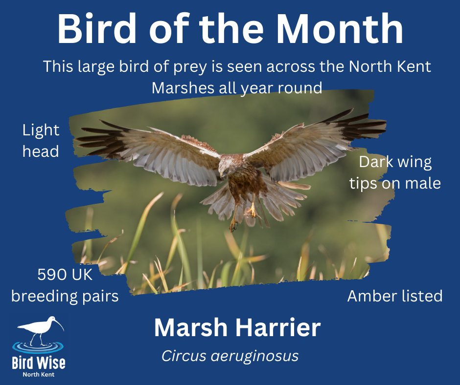 We are a little bit late this month but July's #BirdOfTheMonth is the magnificent Marsh Harrier

They always stop us in our tracks when we watch them on site soaring over the marshes

We are lucky to have a breeding population in Kent
Have you seen any #birdwise #birdsofprey