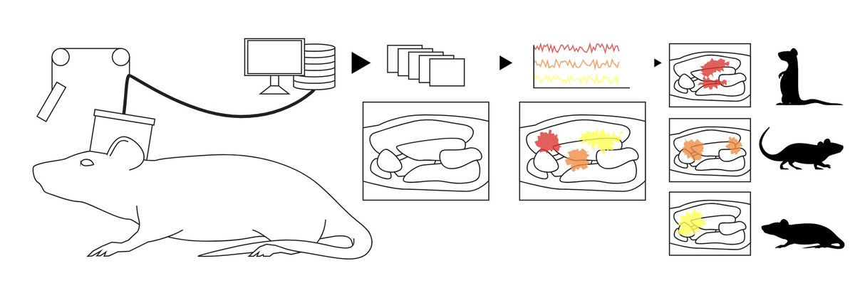 Finally our functional ultrasound imaging (fUSi) website is up and running ( with <a href="/BaselessPursuit/">Adam Charles</a> ).   

The website is focused on :  
1. detailed protocols required to implement fUSi in freely moving animals 
2. analysis methods to fully exploit the richness of the global brain