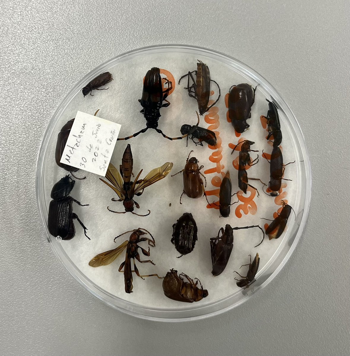 Beulah Garner (@thiswordistaken) on Twitter photo Fascinating series of talks for entomology with AI 🪲 🧬 📸 For our <a href="/Beetlephylo/">BeetleMania</a> , is it possible to replace manual assessment by computer vision?! Fascinating series of talks for entomology with AI 🪲 🧬 📸 For our <a href="/Beetlephylo/">BeetleMania</a> , is it possible to replace manual assessment by computer vision?!