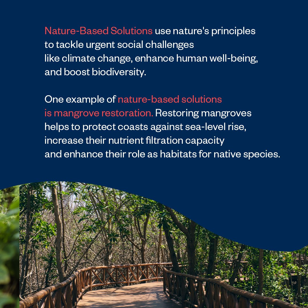 waveofchange's tweet photo. At Wave of Change, we are committed to developing a sustainable ocean economy. Through mangrove restoration, we improve their health and the ecosystem services they provide to our destinations. Join our mission to enhance beach and water quality through Nature-based Solutions!