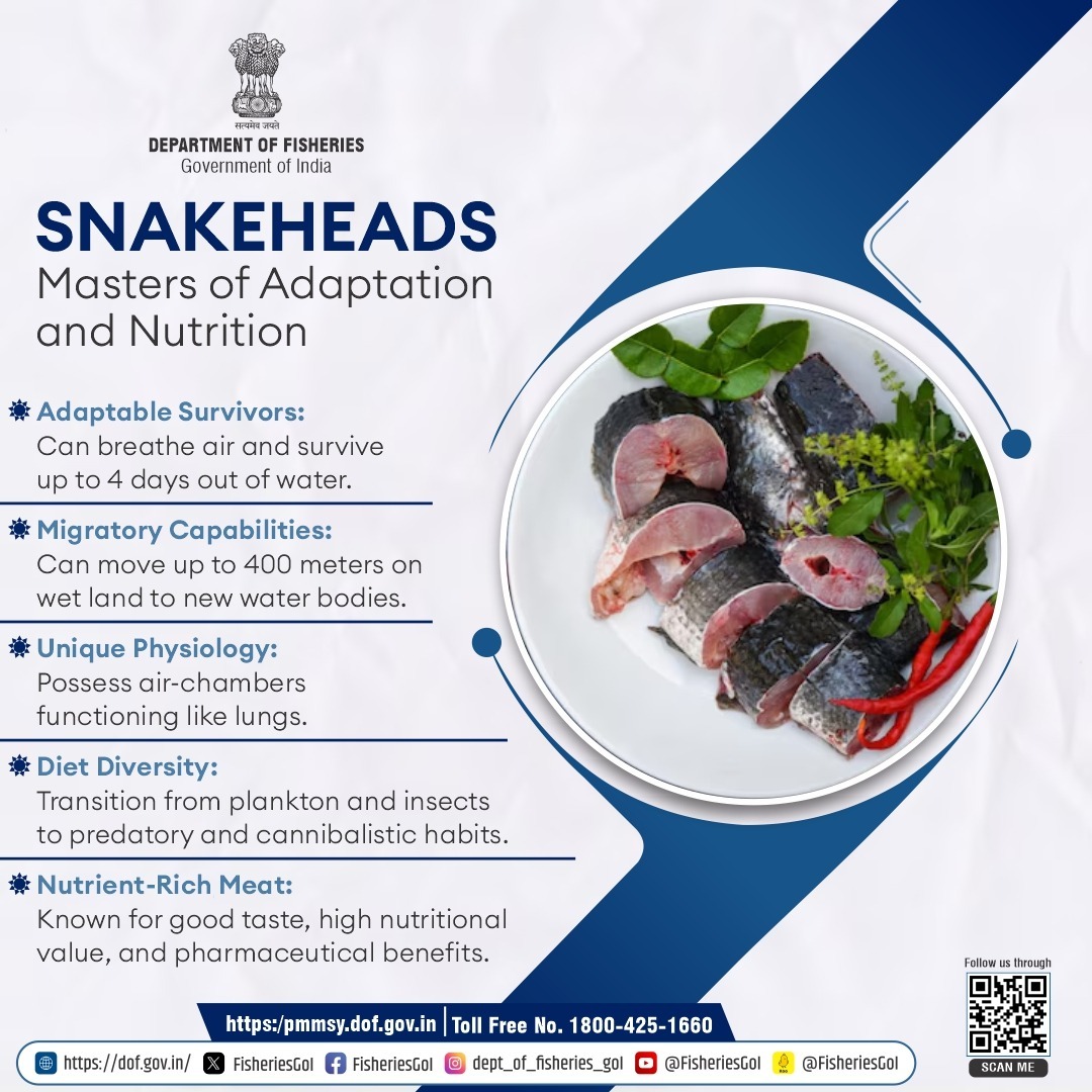 FisheriesGoI's tweet photo. Snakeheads also known as masters of adaptation and nutrition. These adaptable survivors can breathe air and survive up to four days out of water. Also they are nutrient rich, making it not only delicious but also highly beneficial for overall health.
#Snakeheads https://t.co/sHyayOLays