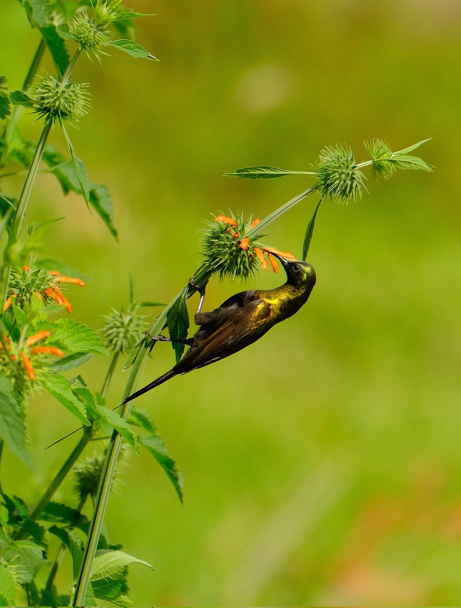 Discover Uganda's unique bird species with us.
gorillasineastafrica.com
#Bronzesunbird
#BirdWatchinginUganda
#ScenicJourneysAfricaUganda