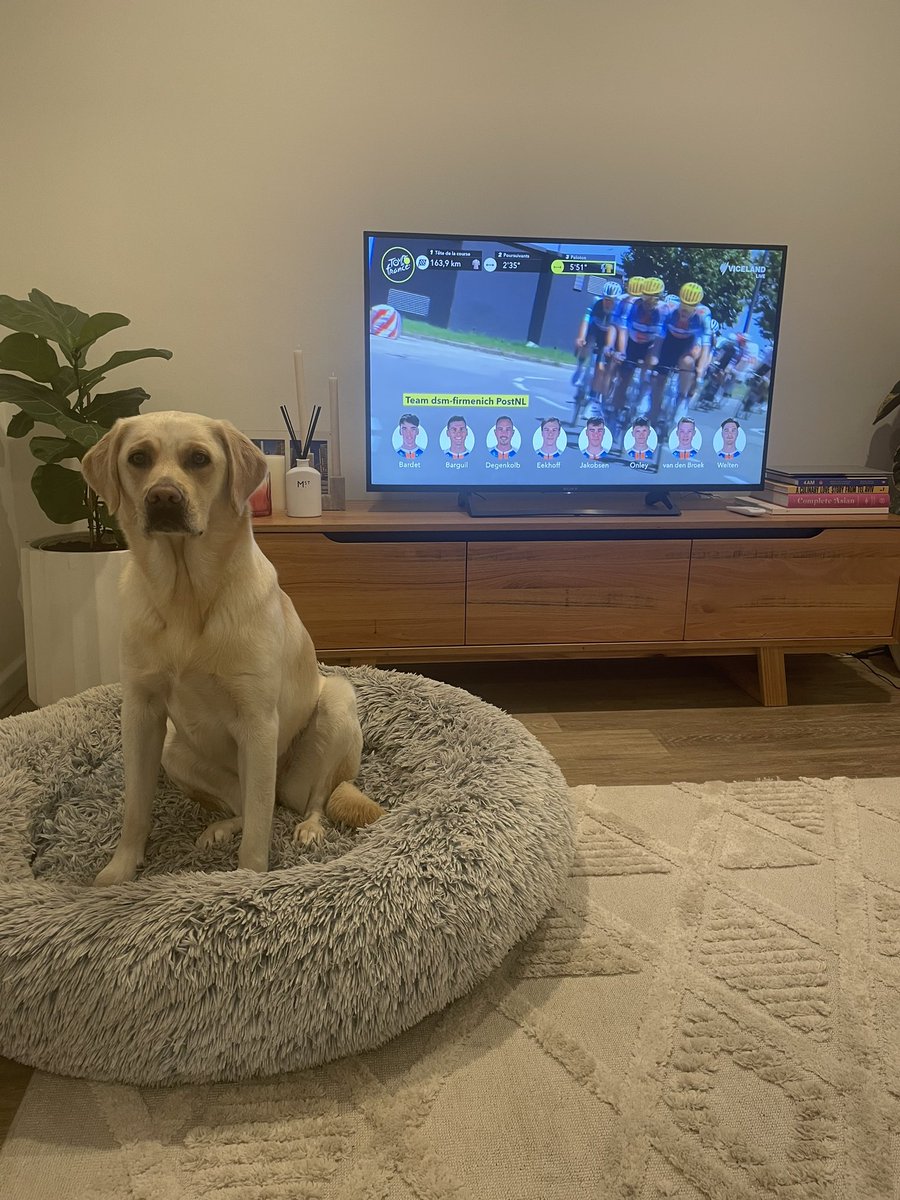 Ready to go again on the #couchpeloton. Have yet to see any #TourDog content on the screen though, is it not part of the #sbstdf <a href="/SBSSportau/">SBS Sport</a> coverage this year ? #asksbstdf