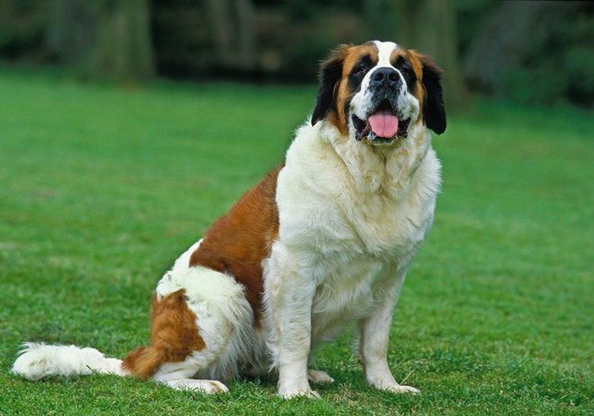 Nass_PS's tweet photo. Un gros chien                           /                               Pareil https://t.co/bedWwTRT4O
