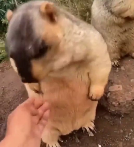 marmot_sol's tweet photo. $MARMOT getting new holders!

CA: ZmYESwf3eELe1vcumxjkFXvghyS8vskJk7aR3kGpump
TG: https://t.co/AWRuWgieuZ

Don't touch me!

#solana #marmot #meme #100x #bullrun #pumpfun #raydium #dex https://t.co/havaP1s5tE
