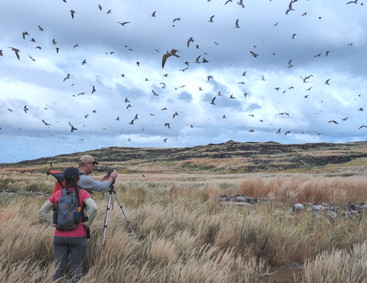 Oxford Brookes Health, Science and Techology (@oburesearchhst) on Twitter photo To disentangle the threats faced by seabirds and inform conservation, <a href="/seabird_watch/">Seabird Watch</a> harnesses new technologies like drones and timelapse cameras to study seabird colonies in some of the most isolated sites on Earth. With <a href="/brookeshls/">Oxford Brookes HLS</a> <a href="/uccBEES/">Biological, Earth & Environmental Sciences, UCC</a>
#WorldSeabirdDay #OBUresearchFHLS To disentangle the threats faced by seabirds and inform conservation, <a href="/seabird_watch/">Seabird Watch</a> harnesses new technologies like drones and timelapse cameras to study seabird colonies in some of the most isolated sites on Earth. With <a href="/brookeshls/">Oxford Brookes HLS</a> <a href="/uccBEES/">Biological, Earth & Environmental Sciences, UCC</a>
#WorldSeabirdDay #OBUresearchFHLS