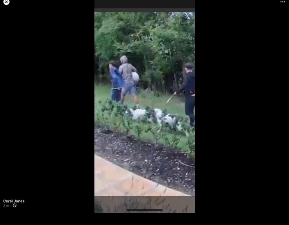 Three Spaniels stolen at 1100hrs from Barbrook Lane, Tiptree, Essex CO5 today. Please share. Thank you.