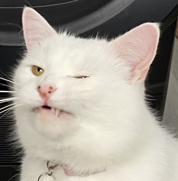 Whoever smelt it dealt it… I guess I dealt it 🥴