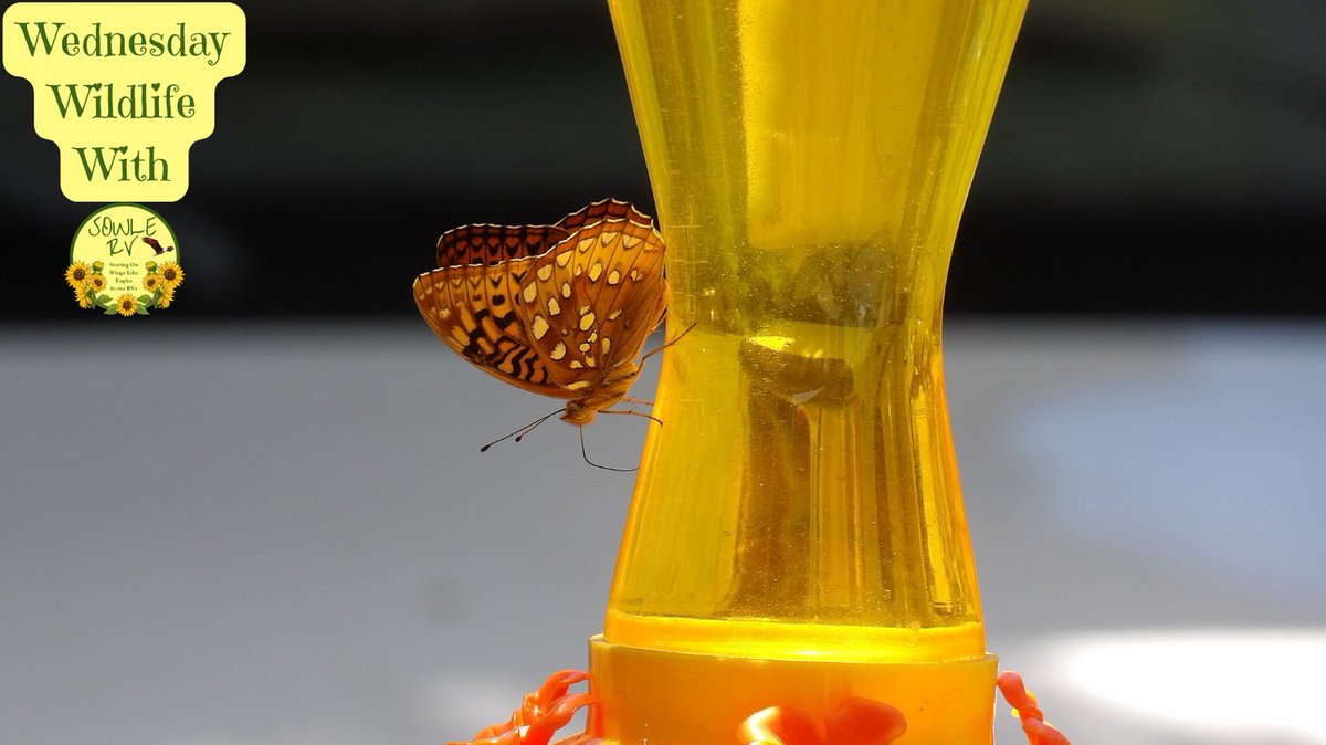 SOWLE_RV's tweet image. Did you know that insects, like butterflies, are also considered animals in some states? 🦋 #InsectFacts #Butterflies #Butterfly #SeekingOutdoorAdventures #WednesdayWildlife #Wildlife #WildlifeWednesday #SOWLERV
sowlerv.com/seeking-outdoo…