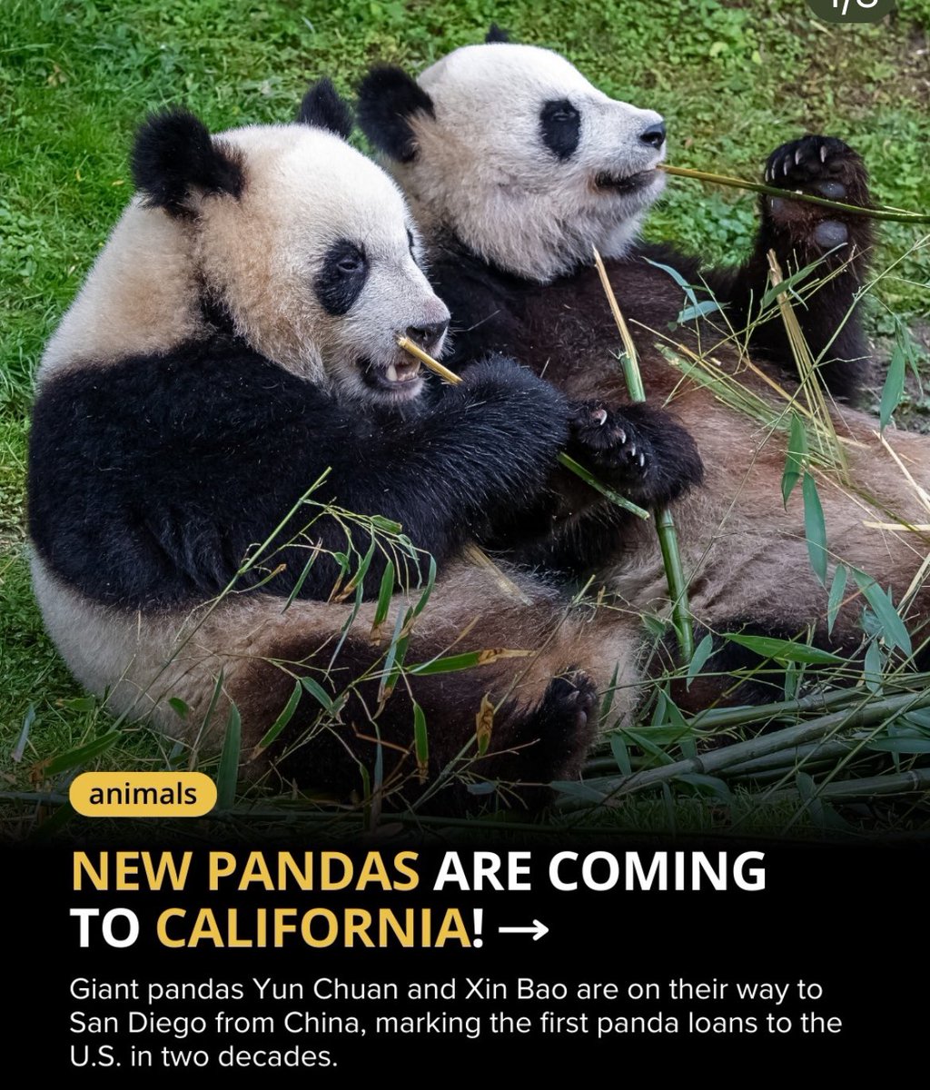 Lillian Su tweet media