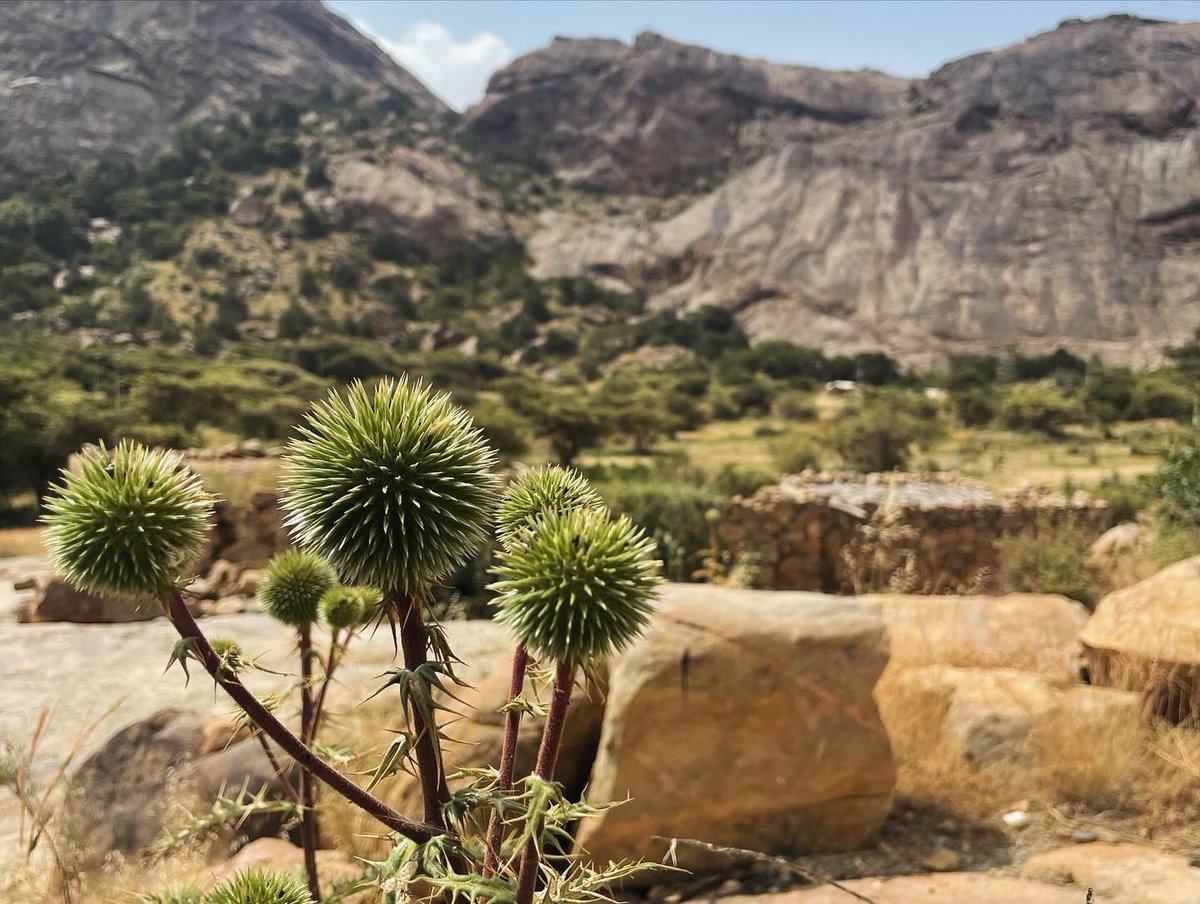 DanaFall's tweet image. جمال النماص يأسر القلب ويلهم للكتابة!
#معتزلات_الكتابة@MOCSaudi @MOCLiterature كل الشكر لوزارة الثقافة وهيئة الأدب والنشر على هذه التجربة الفريدة من نوعها.