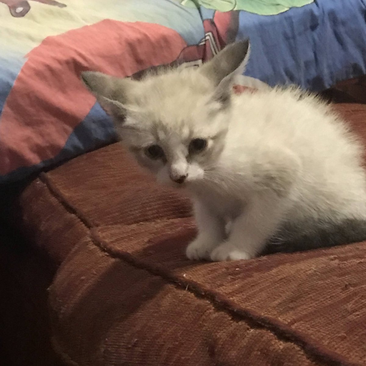 k1lput0's tweet photo. encontré fotos de mi gato cuando era chiquito jaksjdkd la carita https://t.co/CJKP7kJ0BS