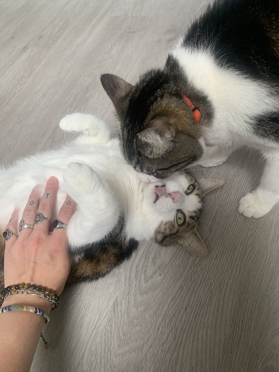 chatmignon__'s tweet photo. coucou les fils , maman est rentrée ! pk tu tires la langue à ton frère tigre !!!!! https://t.co/dByDg9qgLs