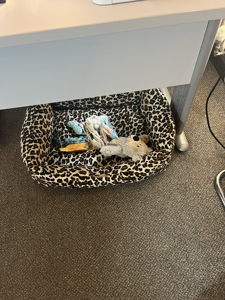 mcdermottkc_'s tweet photo. Ronnie is away from the office this week … everyone is missing him ….and @michellehornsb9 too … of course #emptybed https://t.co/i9NQS13P6d