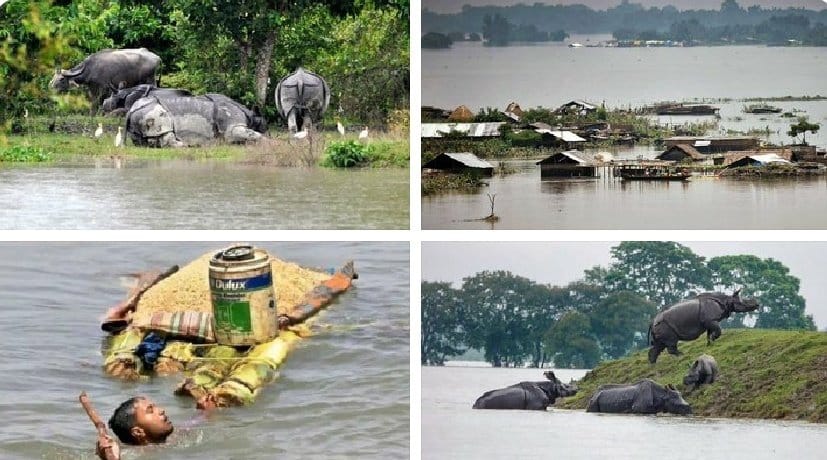 PulakDa09473058's tweet photo. Whole ordeal of #AssamFloods2024 can be summarised in the pic👇
Why such stepchild like treatment with #Assam.Floodwater inundates 95% of #KazirangaNationalPark and
19 district of people are suffering 🥺
Our media didn't bat an eyelid🤷
#AssamNeedsHelp #Solidarity https://t.co/FTF8dVtxP5