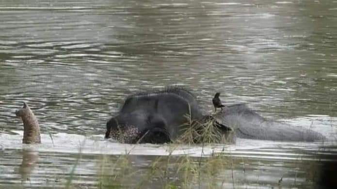 PulakDa09473058's tweet photo. Whole ordeal of #AssamFloods2024 can be summarised in the pic👇
Why such stepchild like treatment with #Assam.Floodwater inundates 95% of #KazirangaNationalPark and
19 district of people are suffering 🥺
Our media didn't bat an eyelid🤷
#AssamNeedsHelp #Solidarity https://t.co/FTF8dVtxP5
