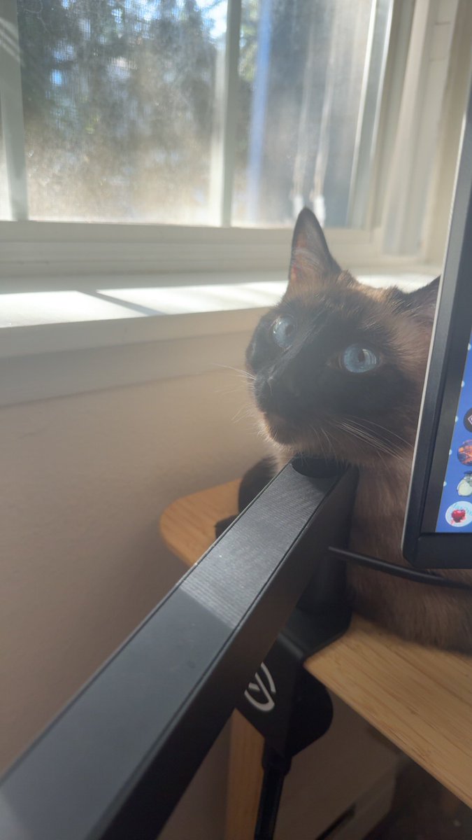 SolsticeVT's tweet image. my cats love the window