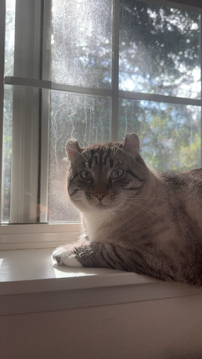 SolsticeVT's tweet image. my cats love the window