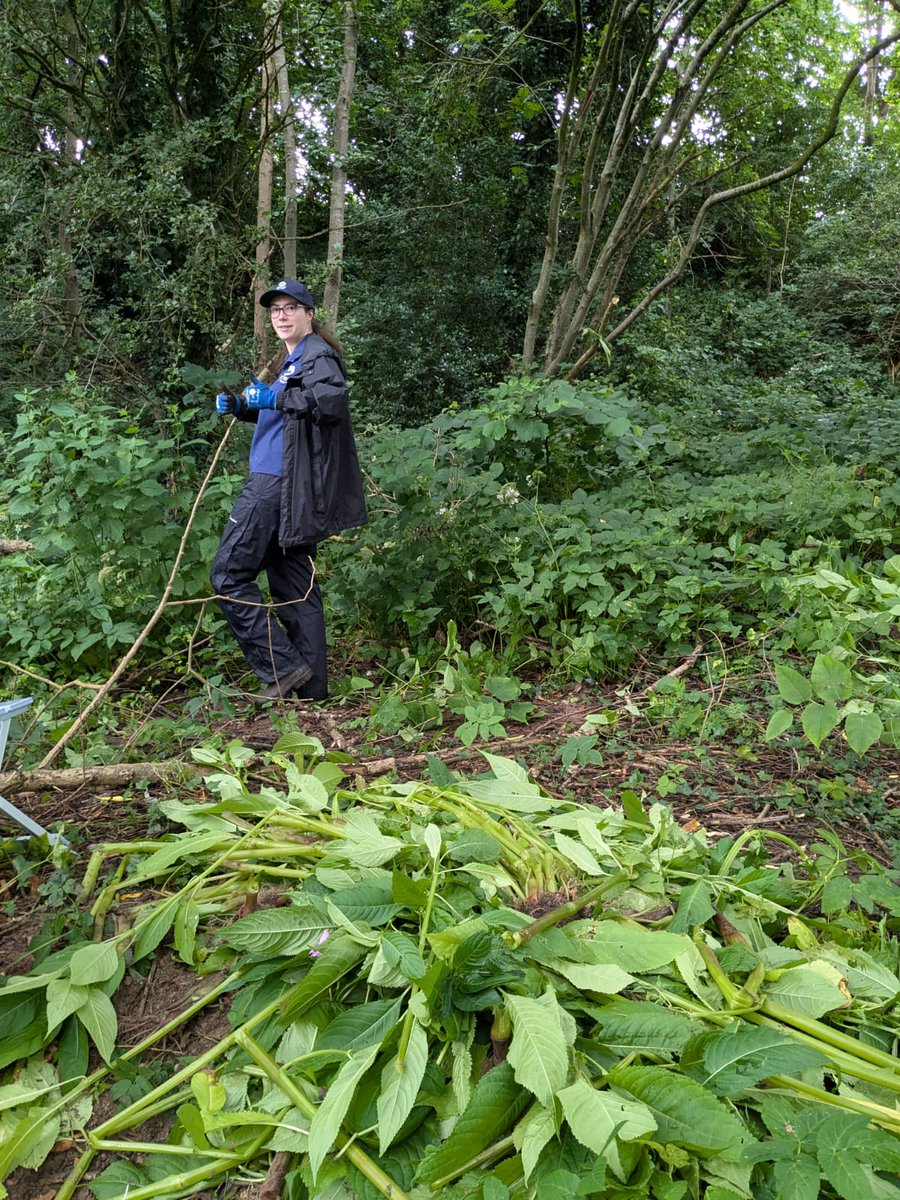 MerseyRivers's tweet photo. #MerseyRiversWeek Day 4 included a balsam bash on River Bollin with Friends of Bollin Bowdon volunteers & @CECRangers
Himalayan balsam is a very invasive non-native plant that loves water. It has shallow roots so river banks are more likely to erode & stops native plants growing. https://t.co/yBnt6b5QXz