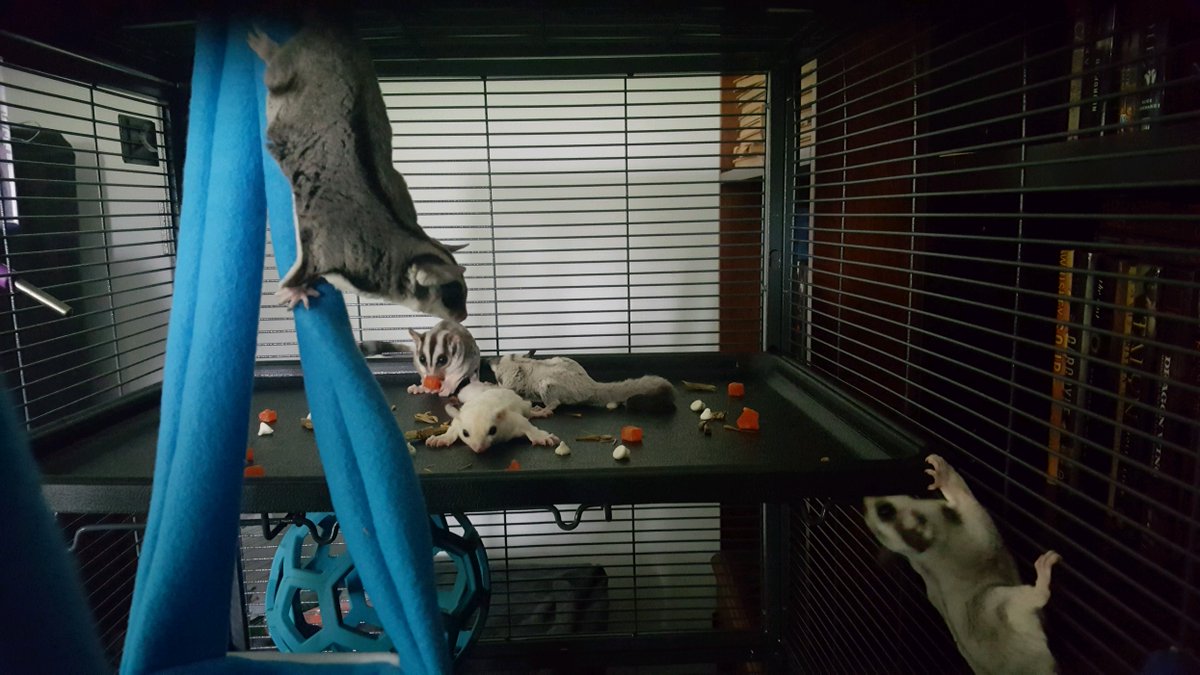 ScaylenRenvac's tweet photo. Sat. Jul 13 - Join us at our booth, Sat. Jul. 13, to see and interact with some cute sugar gliders!

Prices: $500/Female, $400/Male, ready-to-go cage setups available (~$300)

For more Info on Rexpo:
https://t.co/VRsc0GJBMT https://t.co/oQDBL9xubh