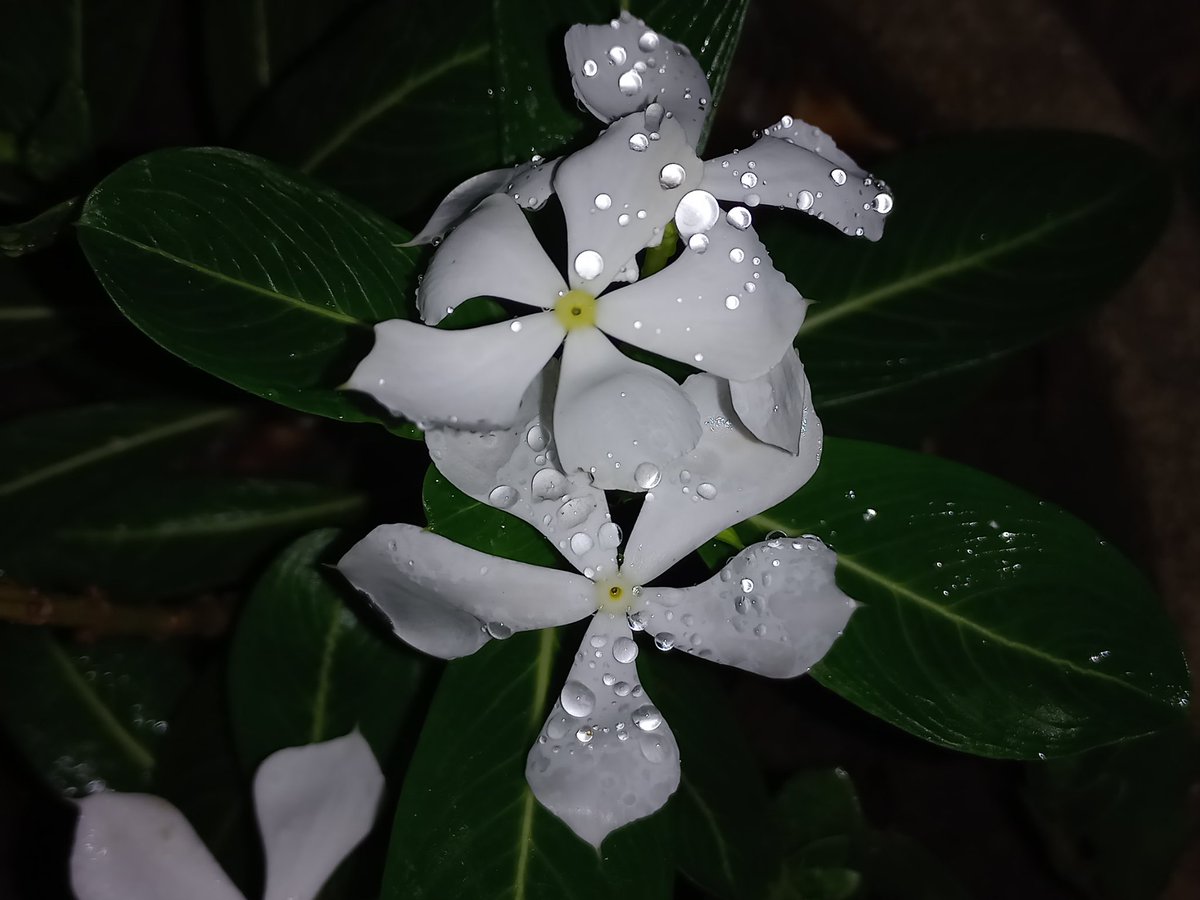 There's something magical about raindrops on petals 😌🫶