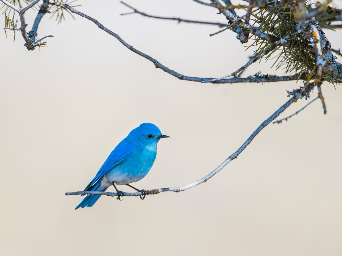 naturalists's tweet photo. This week's Bird of the Week is the mountain bluebird! 

Found in western North America's mountains, its electric blue color makes it unmissable. Named State Bird in Idaho and Nevada, it migrates to Mexico in winter and returns to Canada and Alaska in summer. https://t.co/IbRUtECXPq