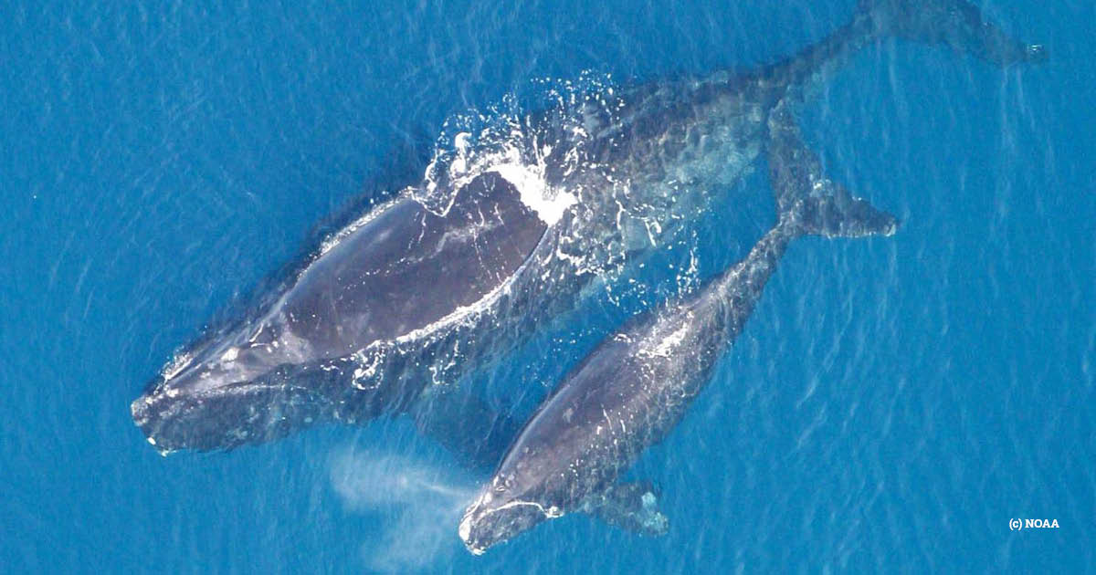 EIA_News's tweet photo. USA: Environmental groups decry attempt to delay #shipping rules intended to save #whales

https://t.co/ccvxBxxNXj

#oceans https://t.co/cidOoWQKE5