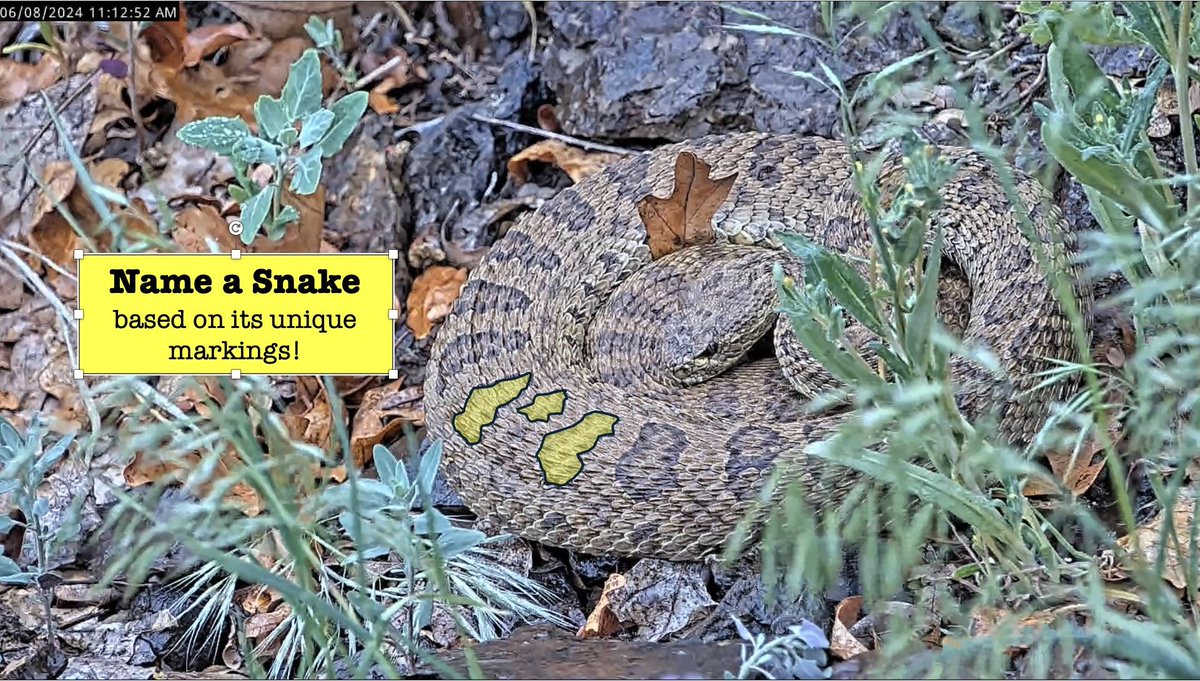 By popular demand, we are excited to launch our Name a Snake community science activity! If you can identify a snake on the livestream based on its unique markings, you get to name it, and we will send you a sticker and adoption certificate for your snake! 1/2 #NameaSnake