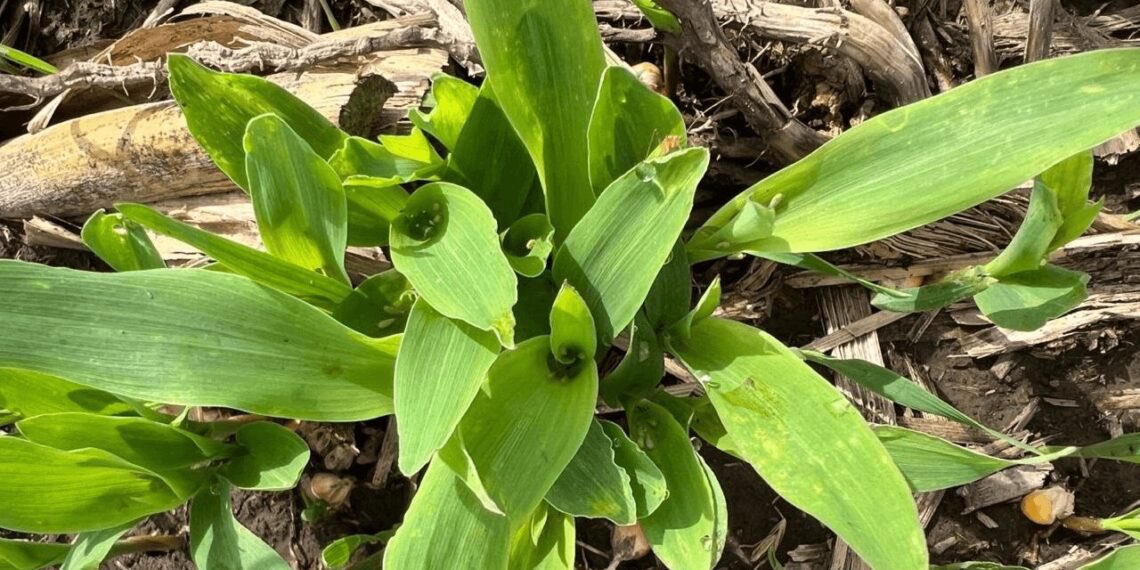 Urgente necesidad de control de los maíces guachos 🌽 

En Suena a Campo, el ing. Sebastián de la <a href="/eeaocoficial/">EEAOC</a> , volvió a hacer hincapié sobre un tema de suma importancia para los productores: el vacío sanitario y los controles de los maíces guachos 👇🏼
suenaacampo.com/2024/07/03/urg…