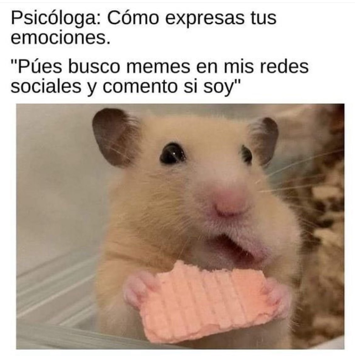 Yo merengues 😌