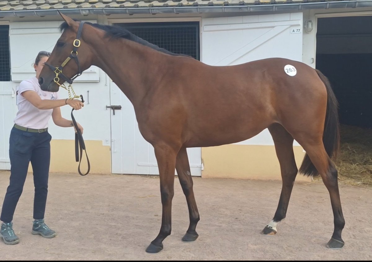 Three days of preparation and viewing,  four lovely two year old stores purchased at <a href="/InfoArqana/">ARQANA</a>. Some for sale, all good movers and strong pedigrees. Thanks to the consignors and <a href="/PWMcIvor/">Paul McIvor</a>